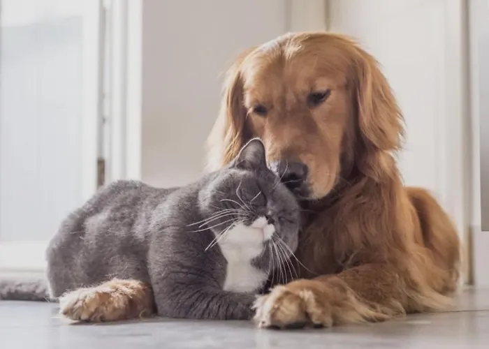 Hacienda Solea * Calmont